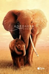 Фильм Королева слонов смотреть онлайн — постер
